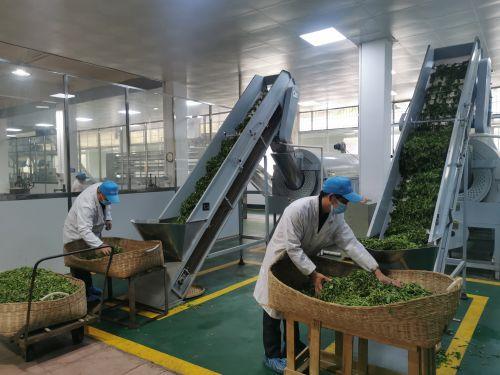 在茶场标准化的生产车间里,工人正对茶叶加工处理.曾攀摄