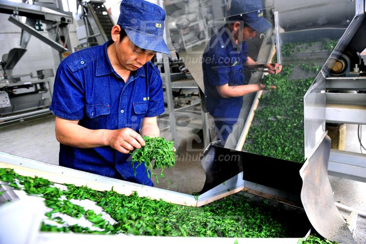 乡一家茶叶加工厂
